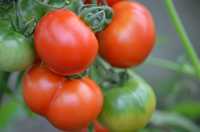 BIO-Saatgut Normale, Runde Tomaten