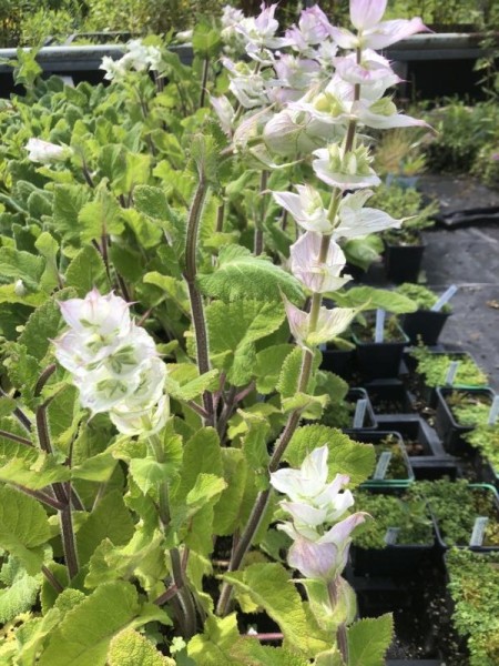 BIO-Heilkräuterpflanze Muskatellersalbei weißblühend
