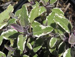 H6 S Tricolor Salbei BIO-Kräuterpflanze