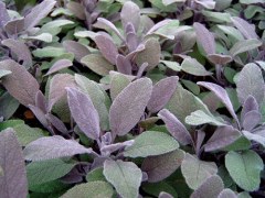 BIO-Kräuterpflanze Purpursalbei