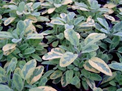 BIO-Kräuterpflanze Goldsalbei