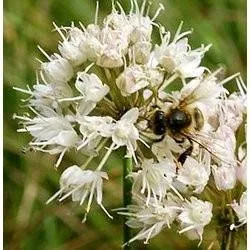 BIO-Samen ALL Wohlriechender Lauch