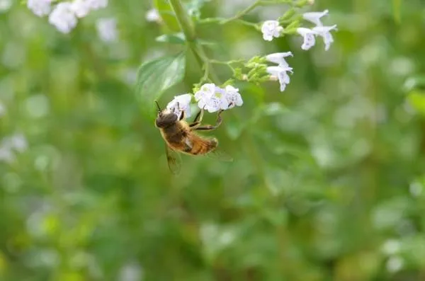 FL1 Weiße Melisse BIO Heilkräuter-Pflanze