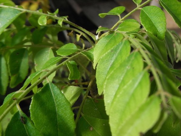 H11 Curryblatt  BIO Topfkräuterpflanze