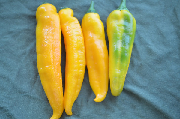 BIO-Pflanze Paprika süß Ochsenhorn gelb