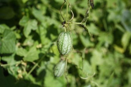 H11 BIO-Pflanze Gurke Olivengurke