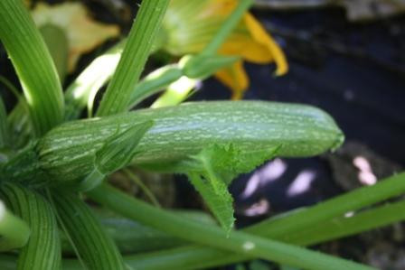 H6 Zucchini grün Albarello BIO-Gemüse-Pflanze