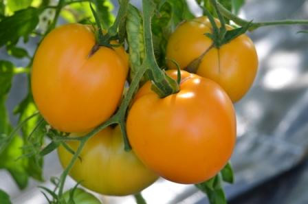 BIO-Pflanze Fleisch-Tomate Bulgarische Orange Alte Tomatensorte