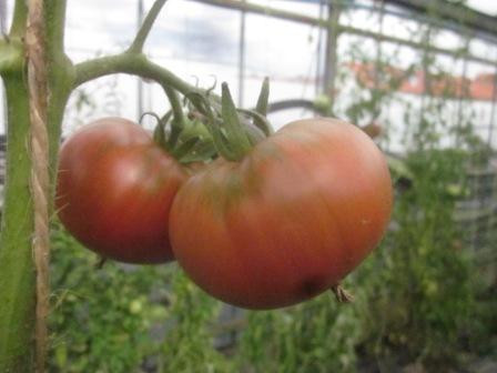 BIO-Pflanze Fleisch-Tomate Pantano Alte Tomatensorte