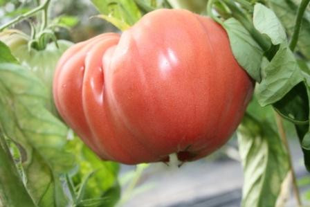 BIO-Pflanze Fleisch-Tomate Orlinoje Sibiria Alte Tomatensorte