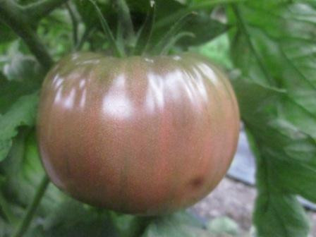 BIO-Pflanze Fleisch-Tomate Schwarze Sarah Alte Tomatensorte
