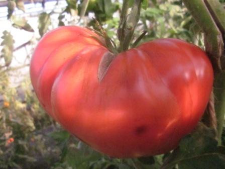 BIO-Pflanze Fleisch-Tomate Japanskji Krabe Alte Tomatensorte