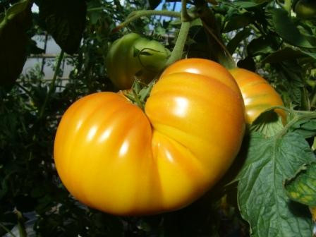 BIO-Pflanze Fleisch-Tomate Yellow Giant Alte Tomatensorte