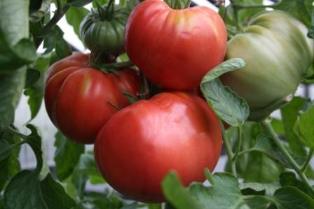 BIO-Pflanze Fleisch-Tomate Rosa Bulgarische Alte Tomatensorte