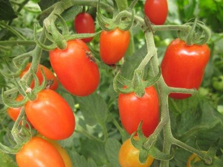 BIO-Pflanze Dattel-Tomaten Donatella