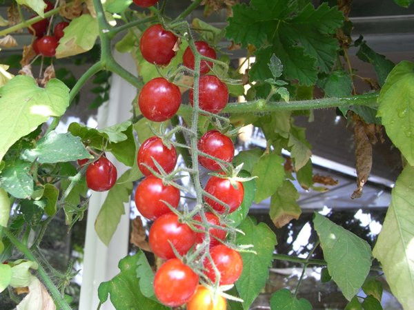 BIO-Pflanze Wild-Tomate Columbianum