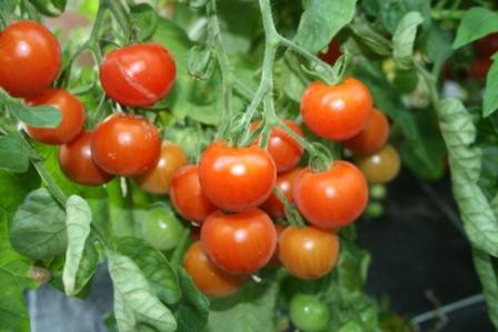 BIO-Pflanze Cocktail-Tomaten Vessenij Mieurinskij Alte Tomatesorte