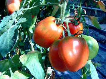 BIO-Pflanze Paprika-Tomate Striped Cavern Alte Tomatensorte