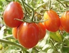 BIO-Pflanze Tomaten Olive- Teardrop Alte Tomatensorte