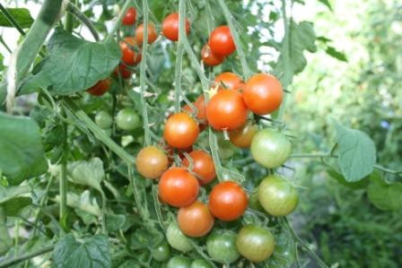 BIO-Pflanze Kirsch-Tomaten Peacewine Cherry Alte Tomatensorte