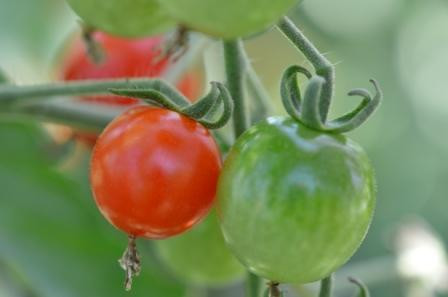 BIO-Pflanze Kirsch-Tomate Lady Aireen