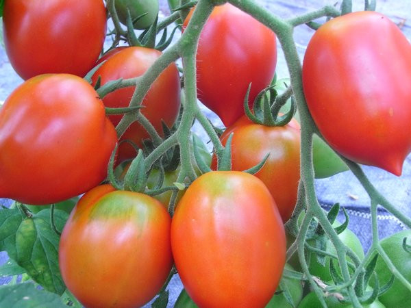 BIO-Pflanze Flaschen-Tomate Mini Britain's Breakfast Alte Tomatensorte
