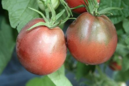 BIO-Pflanze Beutel-Tomate Evan's Purple Pear BIO Alte Tomatensorte