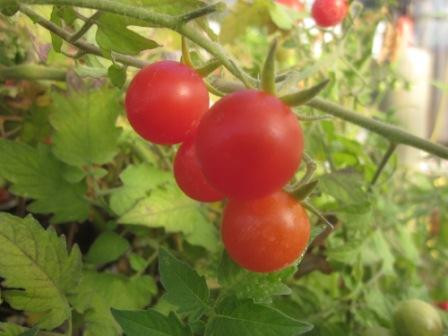BIO-Samen Tomate Wild- Rote Murmel