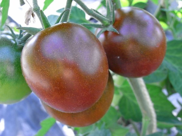 BIO-Samen Tomate Fleisch- Lilac