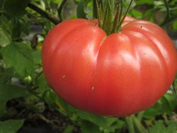 BIO-Samen Tomate Fleisch- Schlesische Himbeere