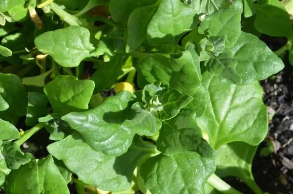 Neuseeländer Spinat BIO-Gemüsepflanzen