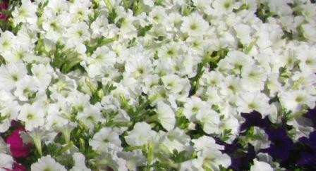 H5 BIO-Blumen Surfinia Petunien weiß
