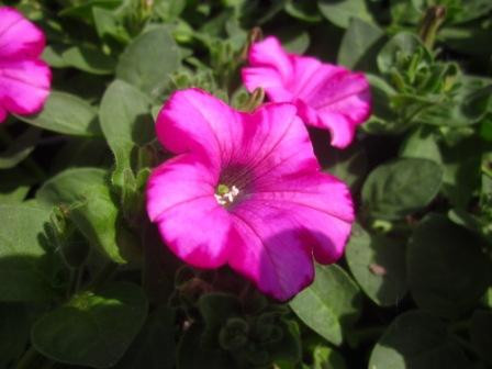 H5 BIO-Blumen Surfinia Petunien Raspberry
