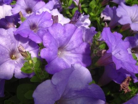 H5 BIO-Blumen Surfinia Petunien hellblau