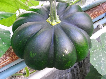 BIO-Gemüsepflanze Kürbis Musque de Provence