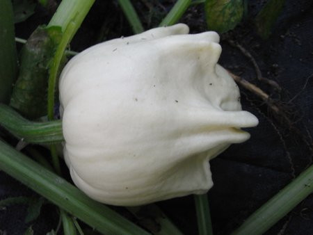 H6 Zucchini Custard White Pâtisson BIO-Gemüse-Pflanze