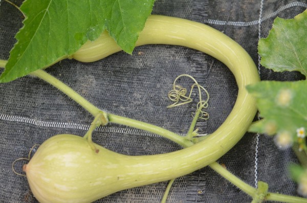 H6 Zucchini Tromba d'Albenga BIO-Pflanze