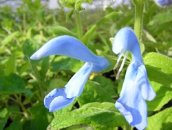 H4 Cambidge Blue Salbei BIO