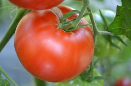 BIO-Pflanze Tomate rund Bonner Beste Alte Tomatensorte