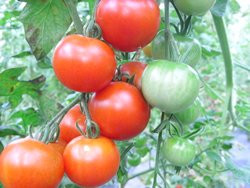 BIO-Samen Tomaten Mini-Fleisch- Red Star
