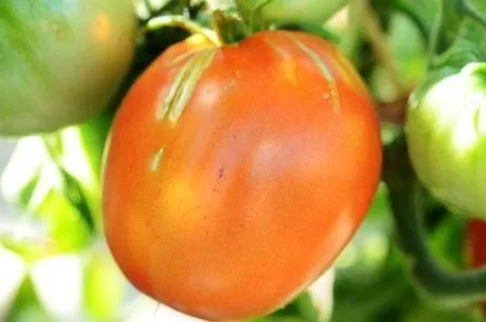 BIO-Pflanze Ochsenherz-Tomate Shilling Giant Alte Tomatensorte