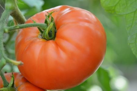 BIO-Pflanze Fleisch-Tomate Burpee's Delicious