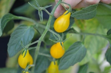 BIO-Pflanze Wild-Tomate Schmucktomate