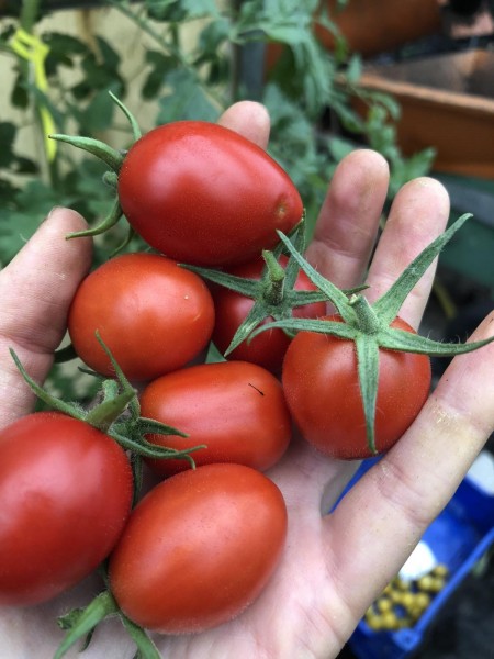 BIO-Samen Tomaten Dattel- Corbarino