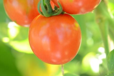BIO-Samen Tomate rund- Altaijski Urozajnij