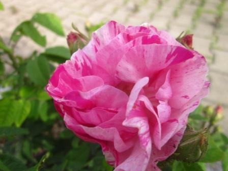 BIO-Rose Apothekerrose Versicolor