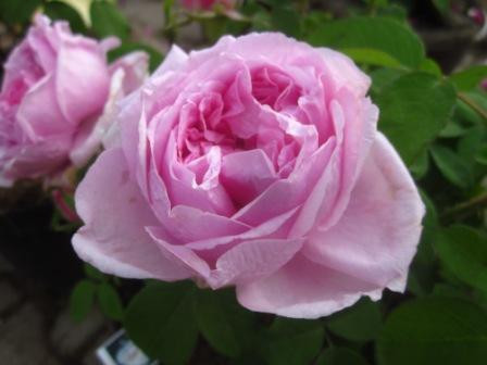 BIO-Rose Comte de Chambord