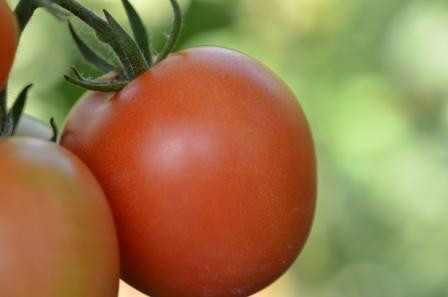 BIO-Samen Tomate rund normal- Monda