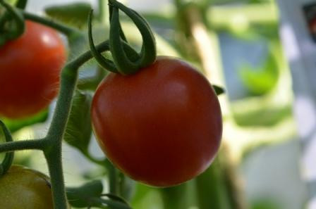 BIO-Samen Tomate Kirsch- Cerise rouge