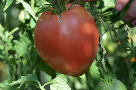 BIO-Pflanze Ochsenherz-Tomate Grightmire's Pride Alte Tomatensorte